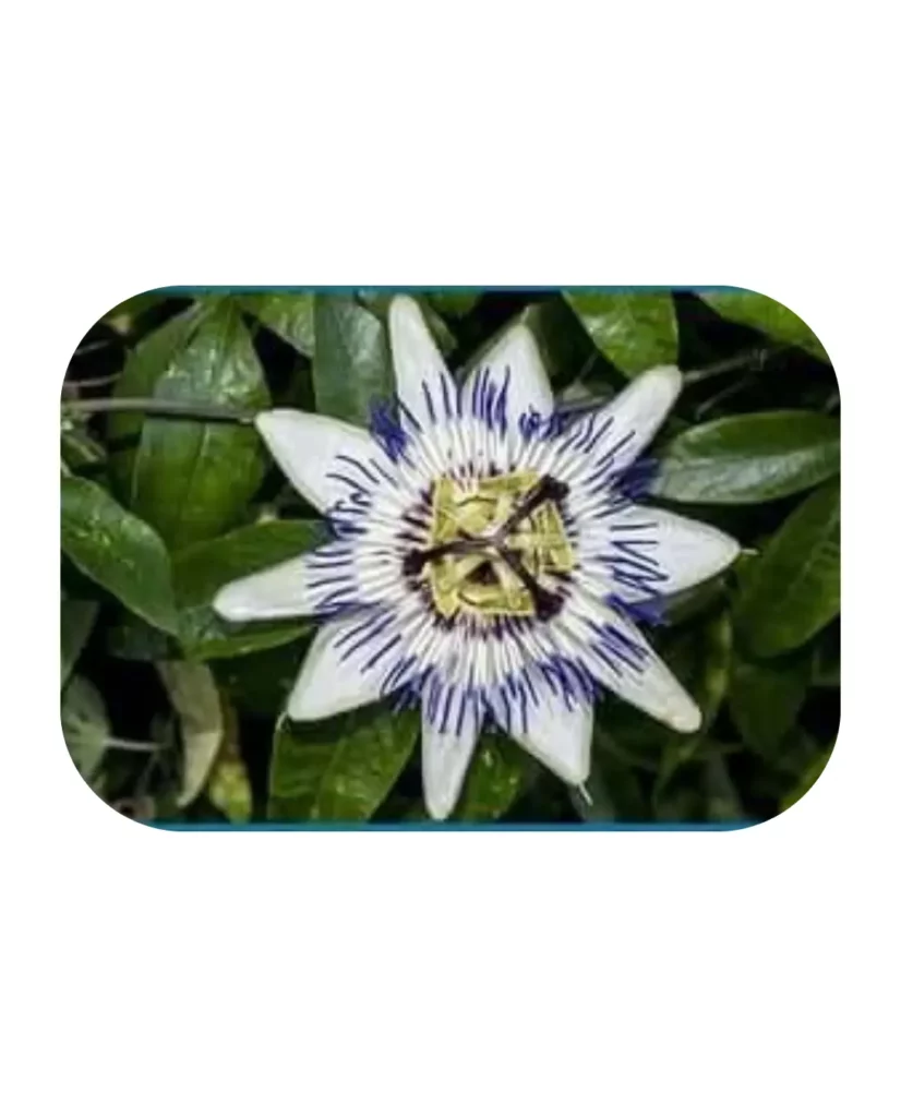 Passionflower