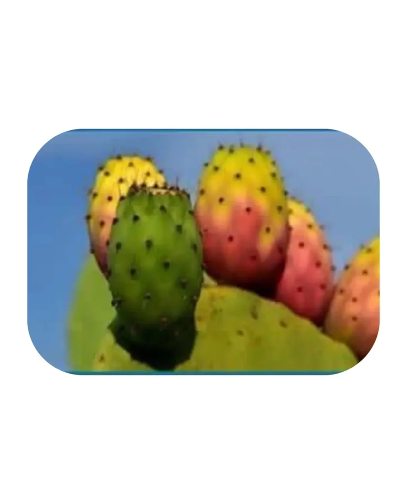 Prickly Pear
