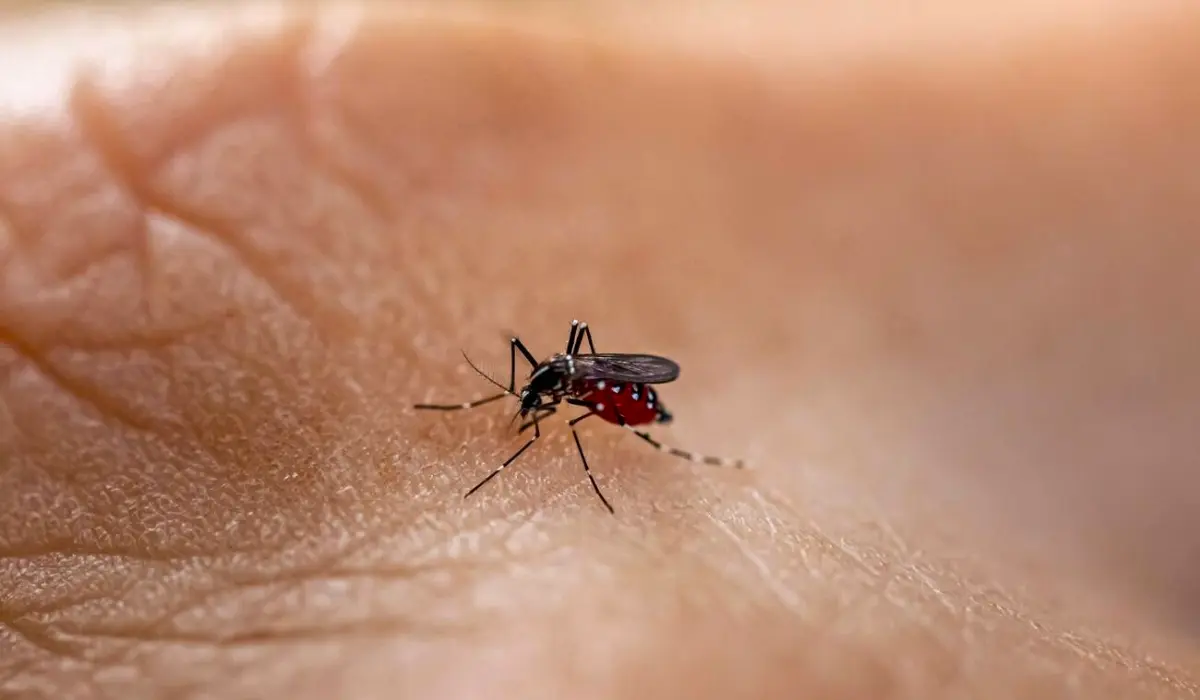 Rare Mosquito-Borne Disease EEEV Claims Life Of Patient