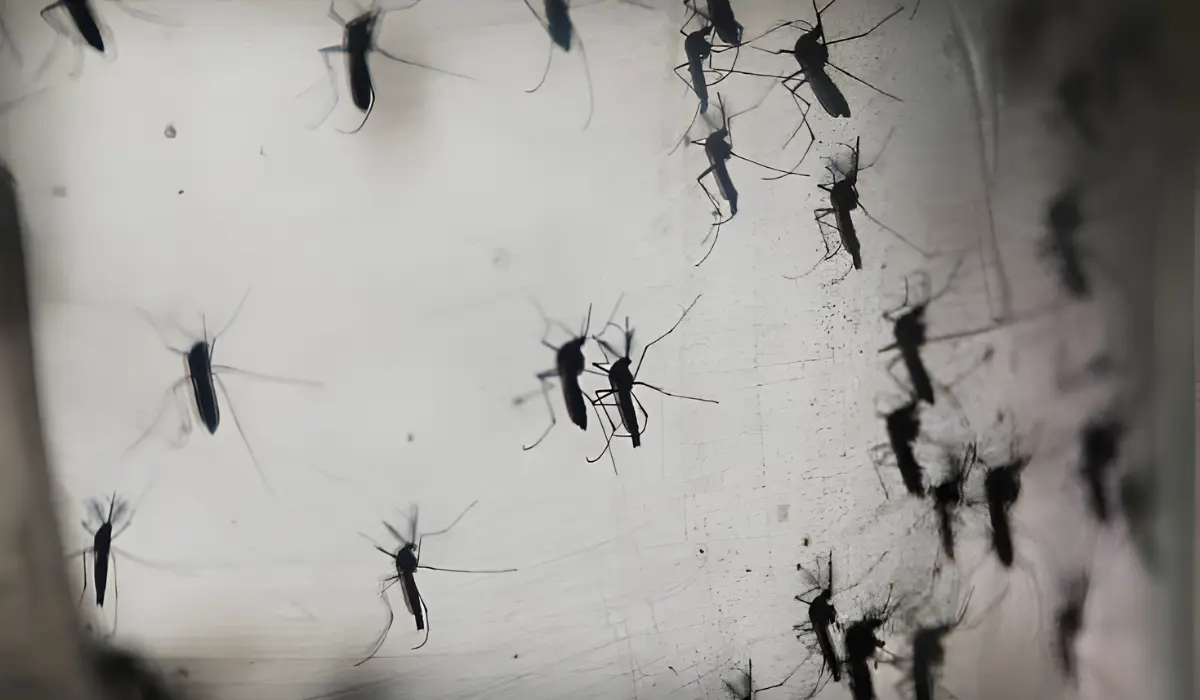 The Rise Of West Nile Virus In The D.C. Region