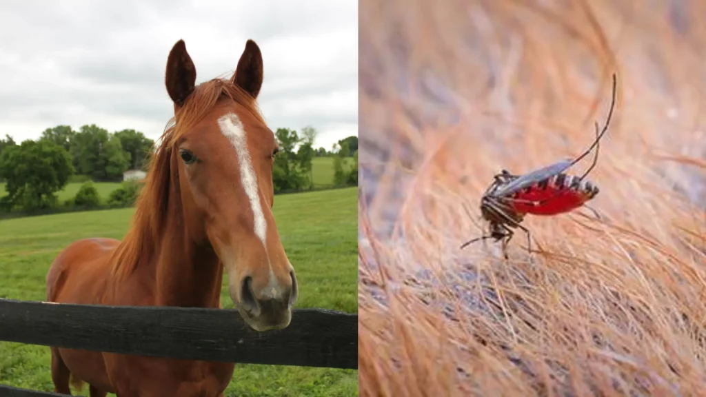 The Threat of Eastern Equine Encephalitis